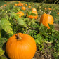 pumpkin howden field