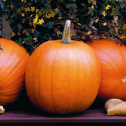 organic jack o lantern pumpkin 