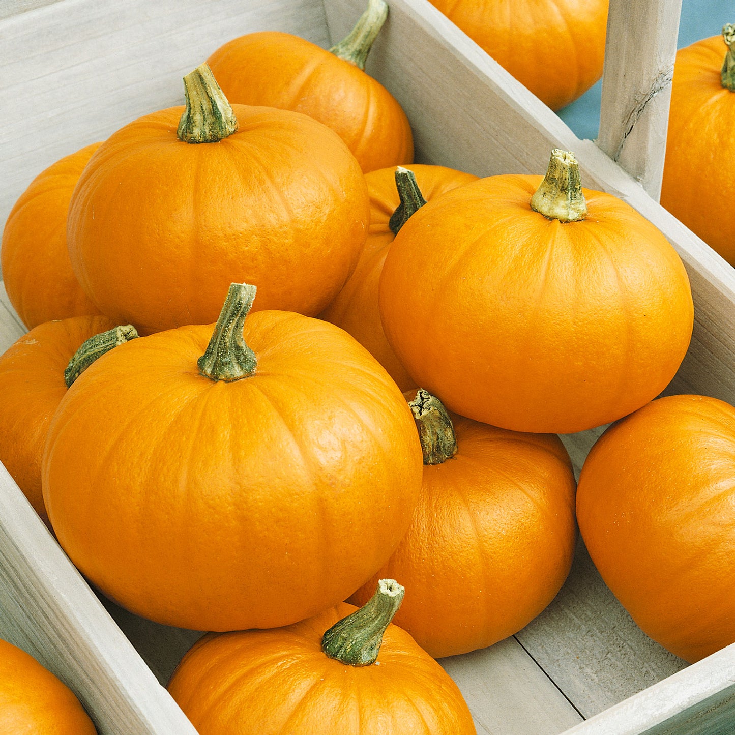 organic pumpkin spookie