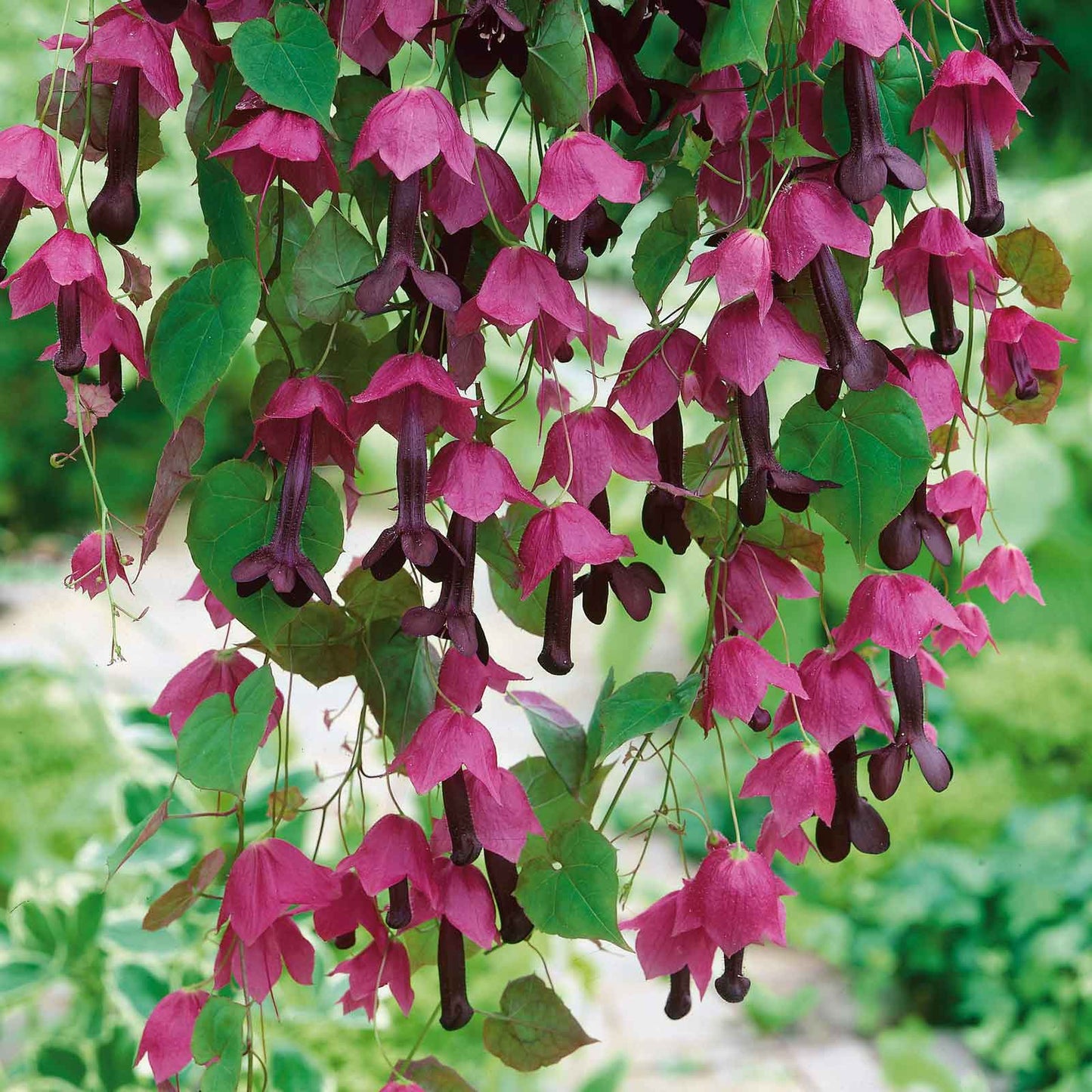 purple bell vine