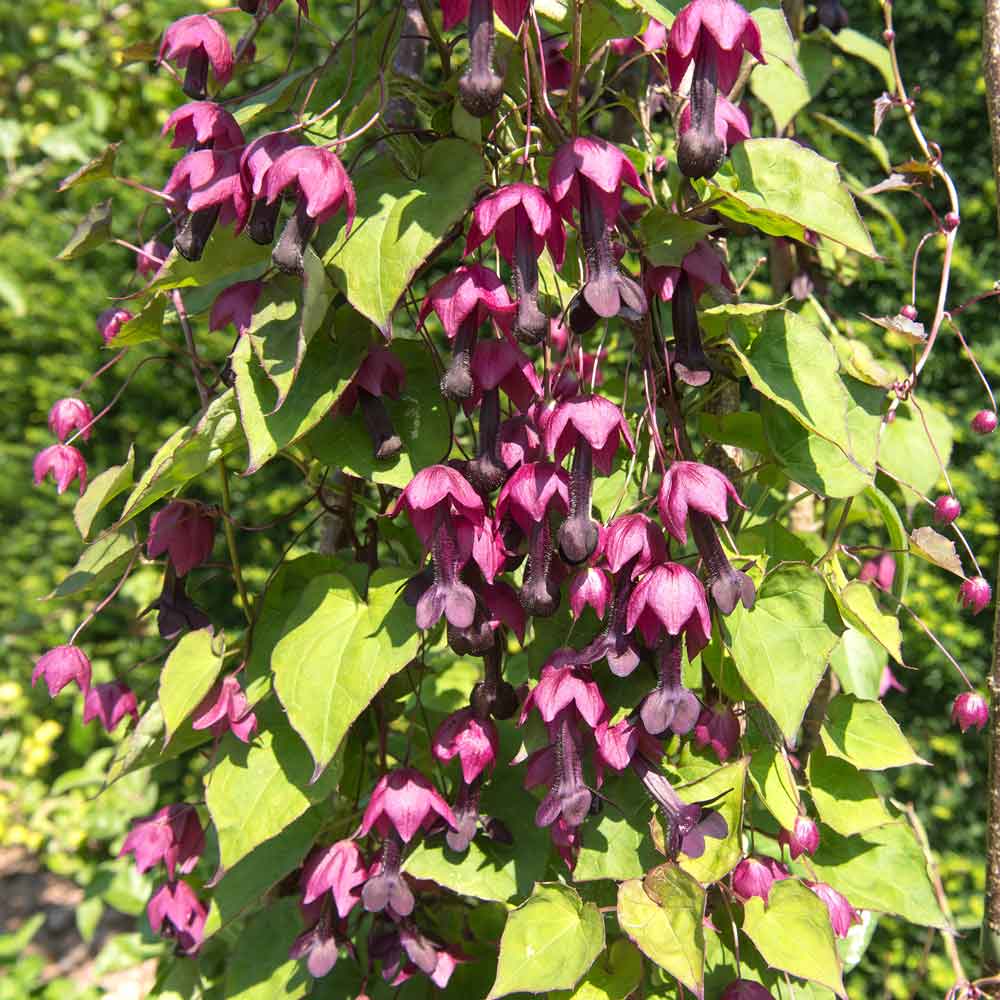 purple bell vine