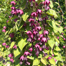 Vibrant maroon bell vine flowers hanging from thin stems with heart-shaped green leaves.