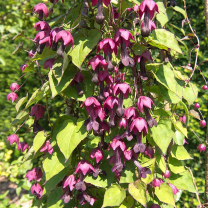 Vibrant maroon bell vine flowers hanging from thin stems with heart-shaped green leaves.