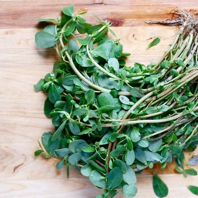 Green Purslane 