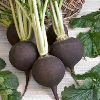 radish black spanish round