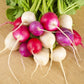 easter egg radish 