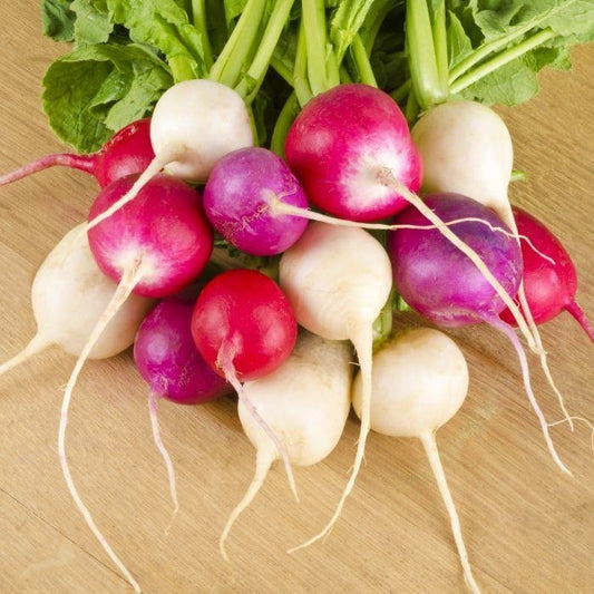 easter egg radish 