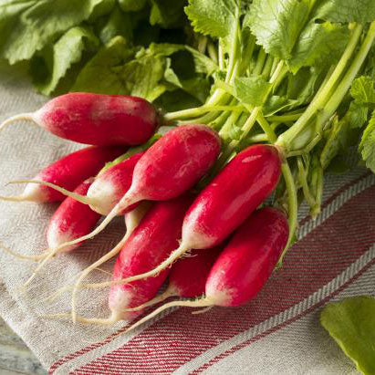 organic radish french breakfast