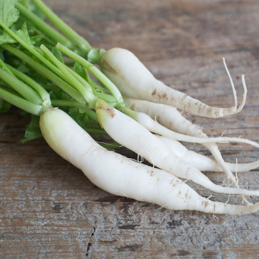 organic radish japanese minowase