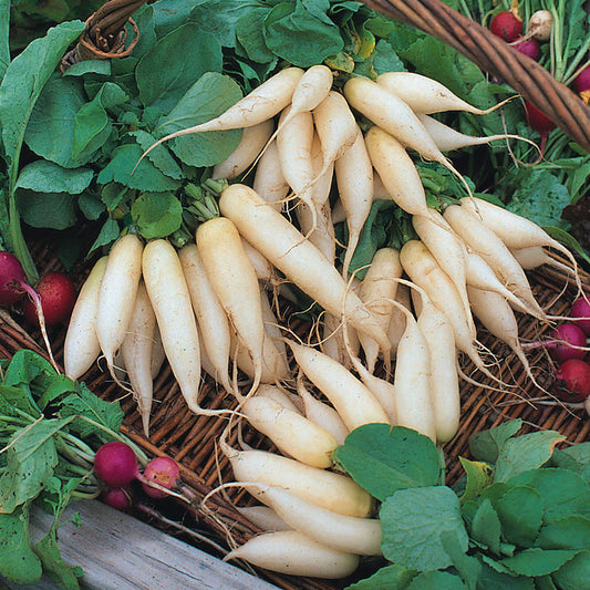 radish white icicle