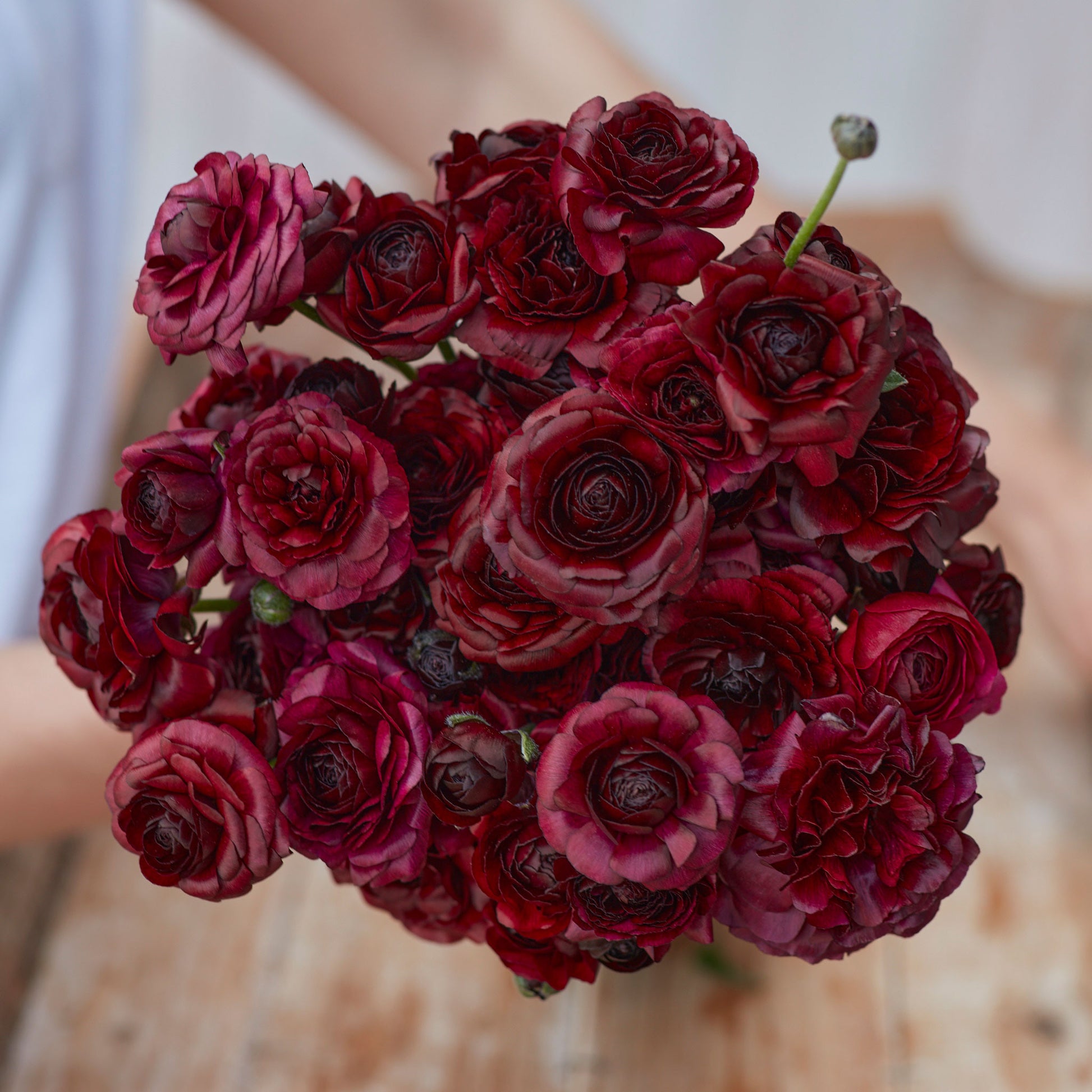 Red Ranunculus Flowers