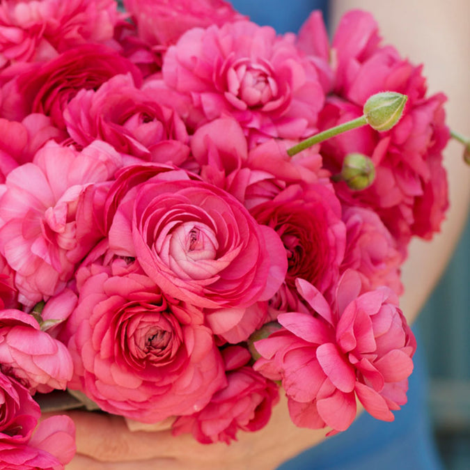 ranunculus bonbon