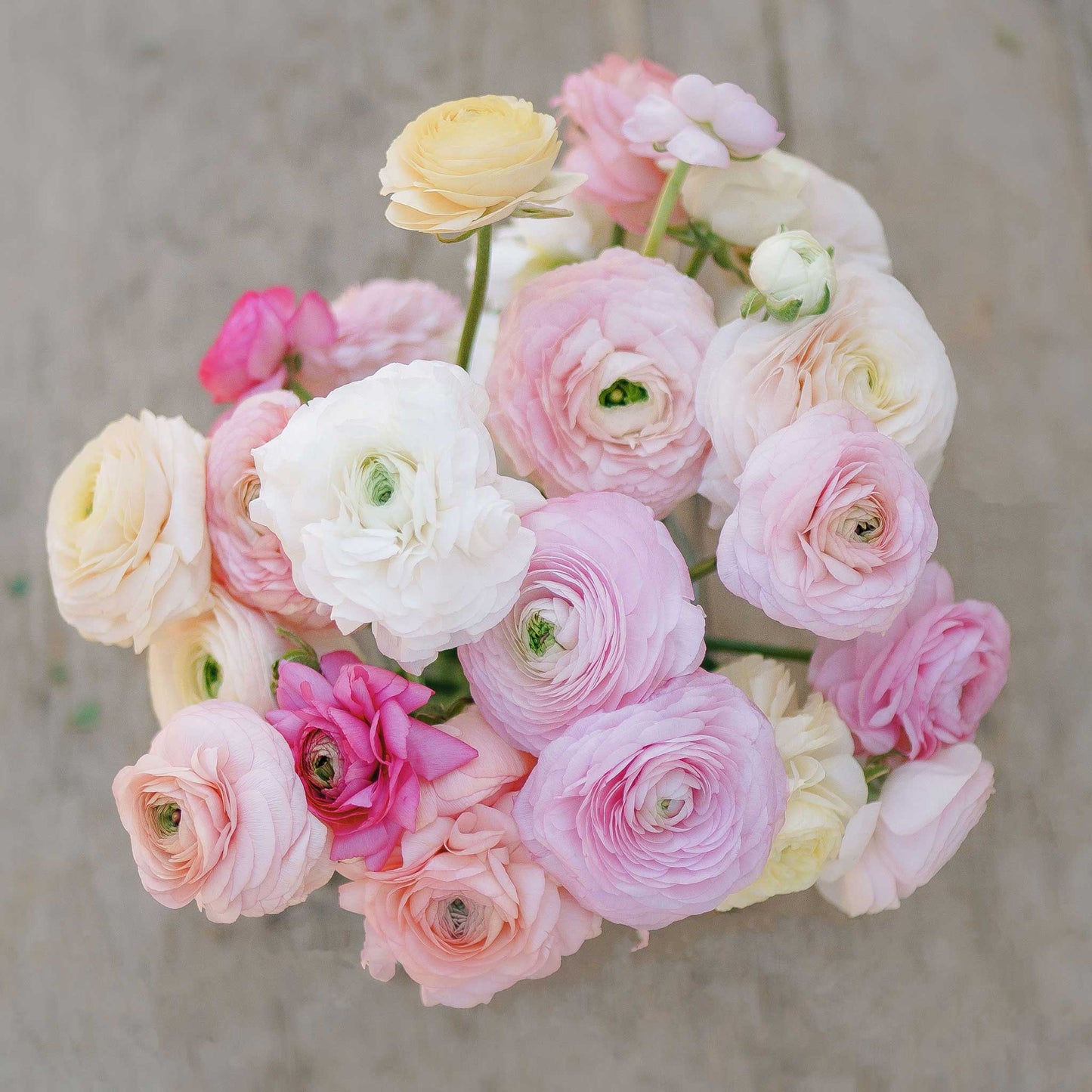 ranunculus bridal mix