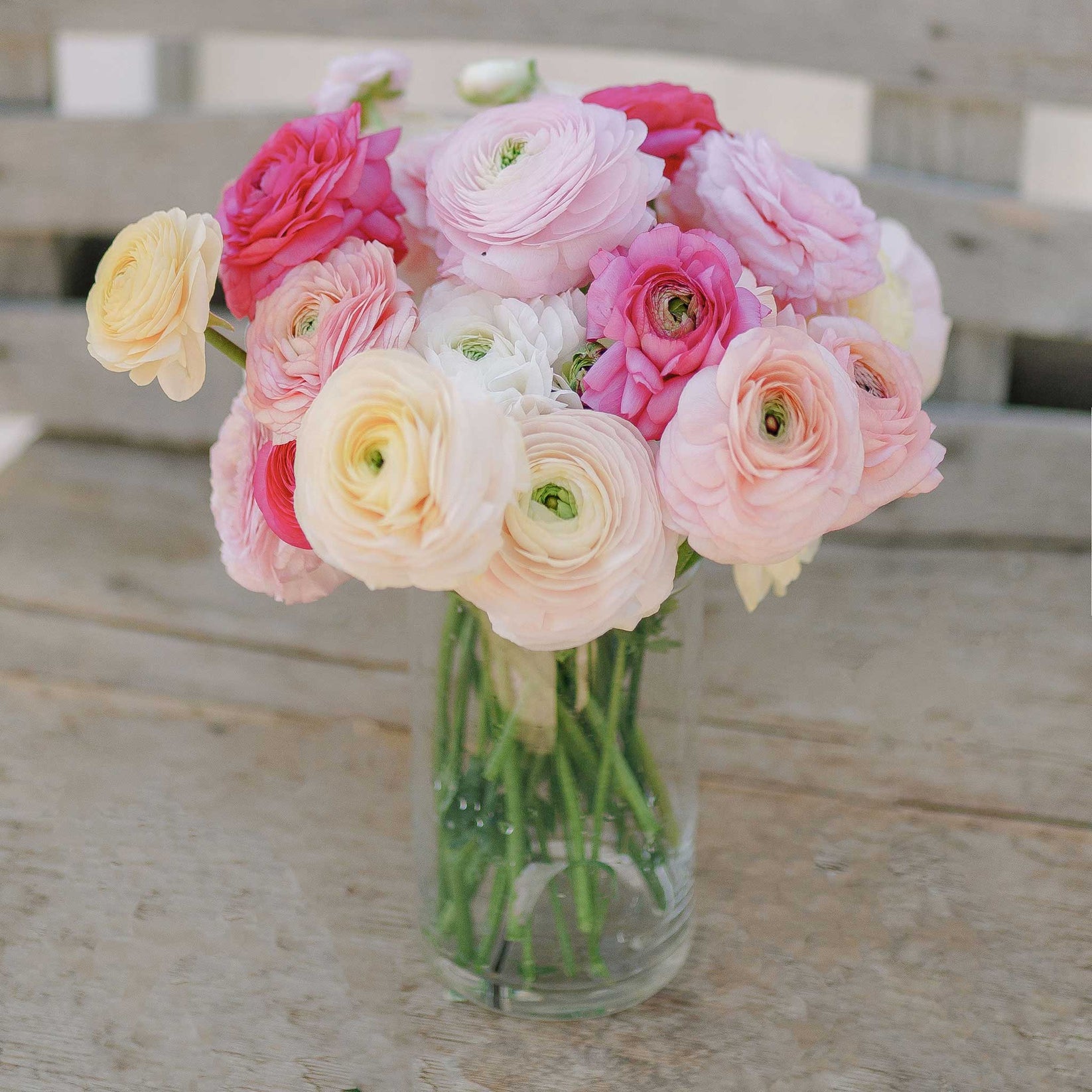 Ranunculus Bulbs Bridal Mix Flower Bulbs Eden Brothers