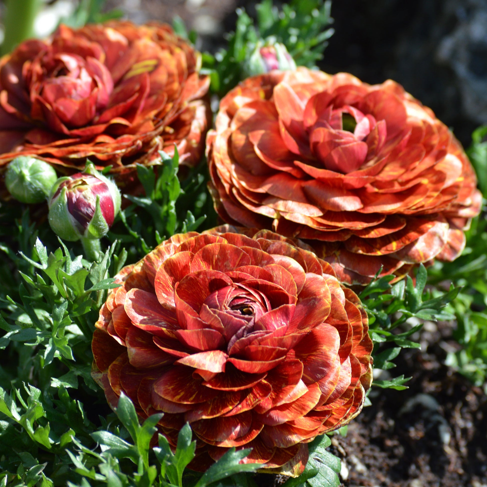 Ranunculus Bulbs - Pink Confetti Mix - 20 Bulbs / Fall-Planted | Ships in Fall, Mixed, Eden Brothers