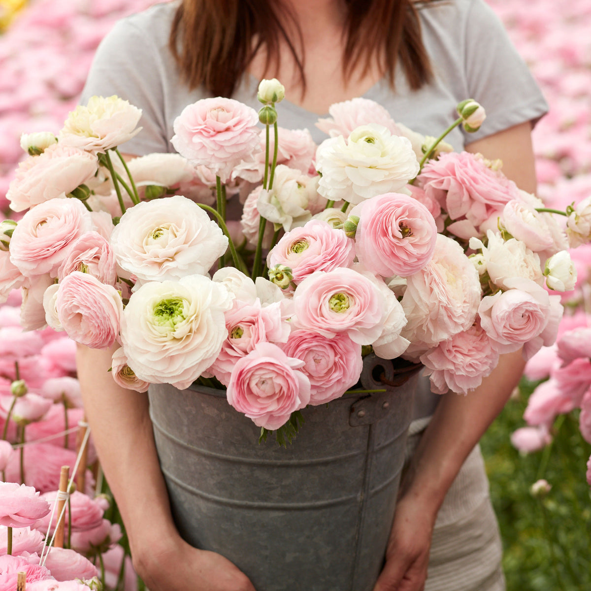 Felicity Ranunculus Ranunculus Bouquet