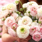 ranunculus chamallow