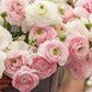 ranunculus chamallow