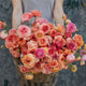 Ranunculus Bulbs - Champagne