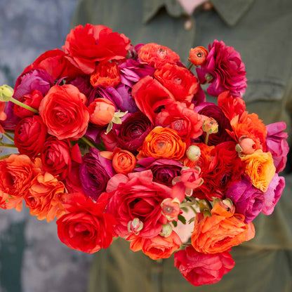 Red and orange ranunculus cherry pie mix blooms in close-up on a natural backdrop