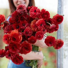 Dark purple nearly black ranunculus chocolate blooms in close-up outdoors