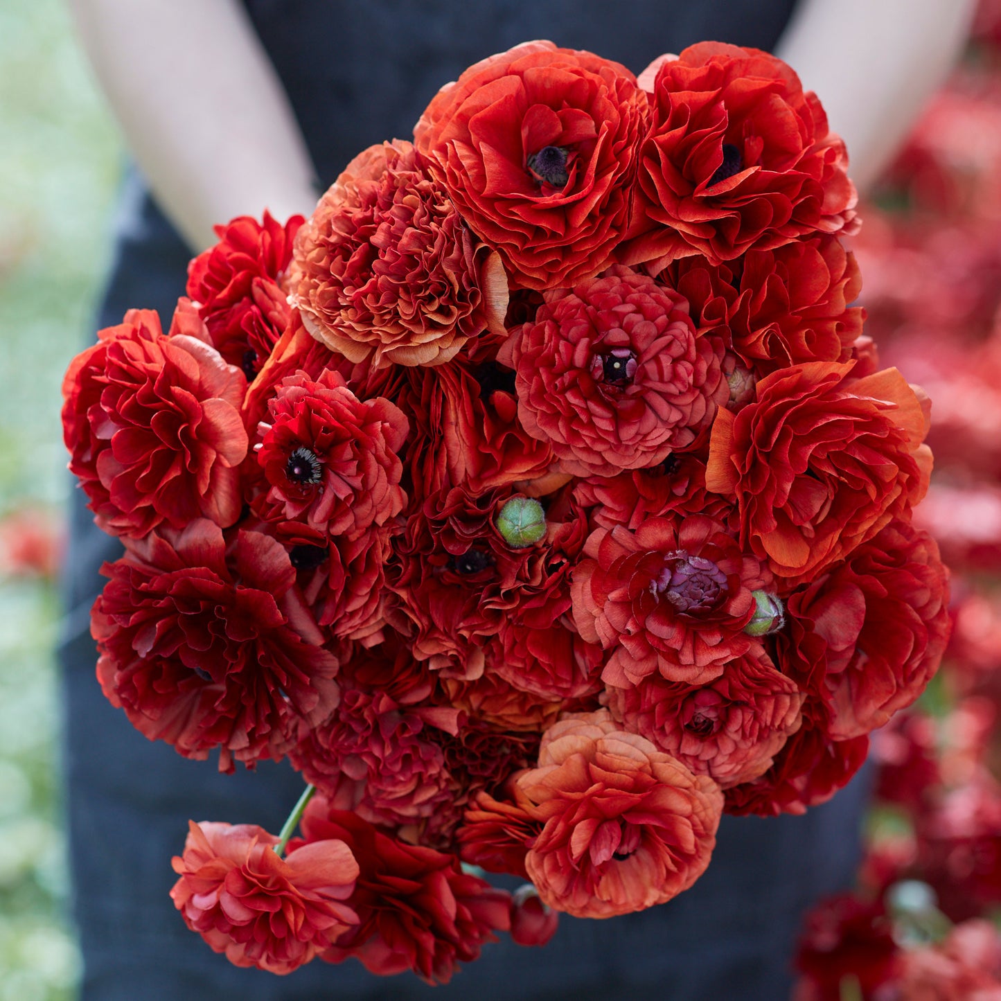 ranunculus chocolate