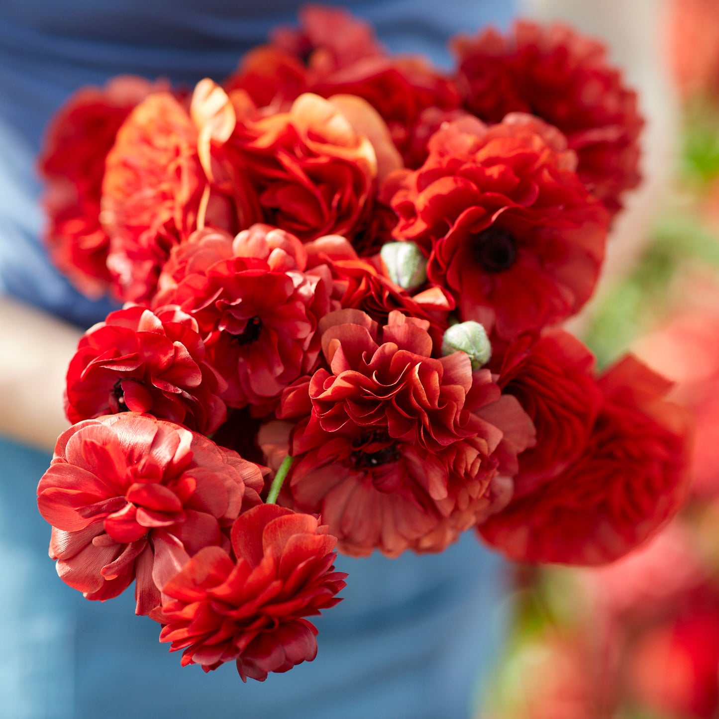 ranunculus chocolate