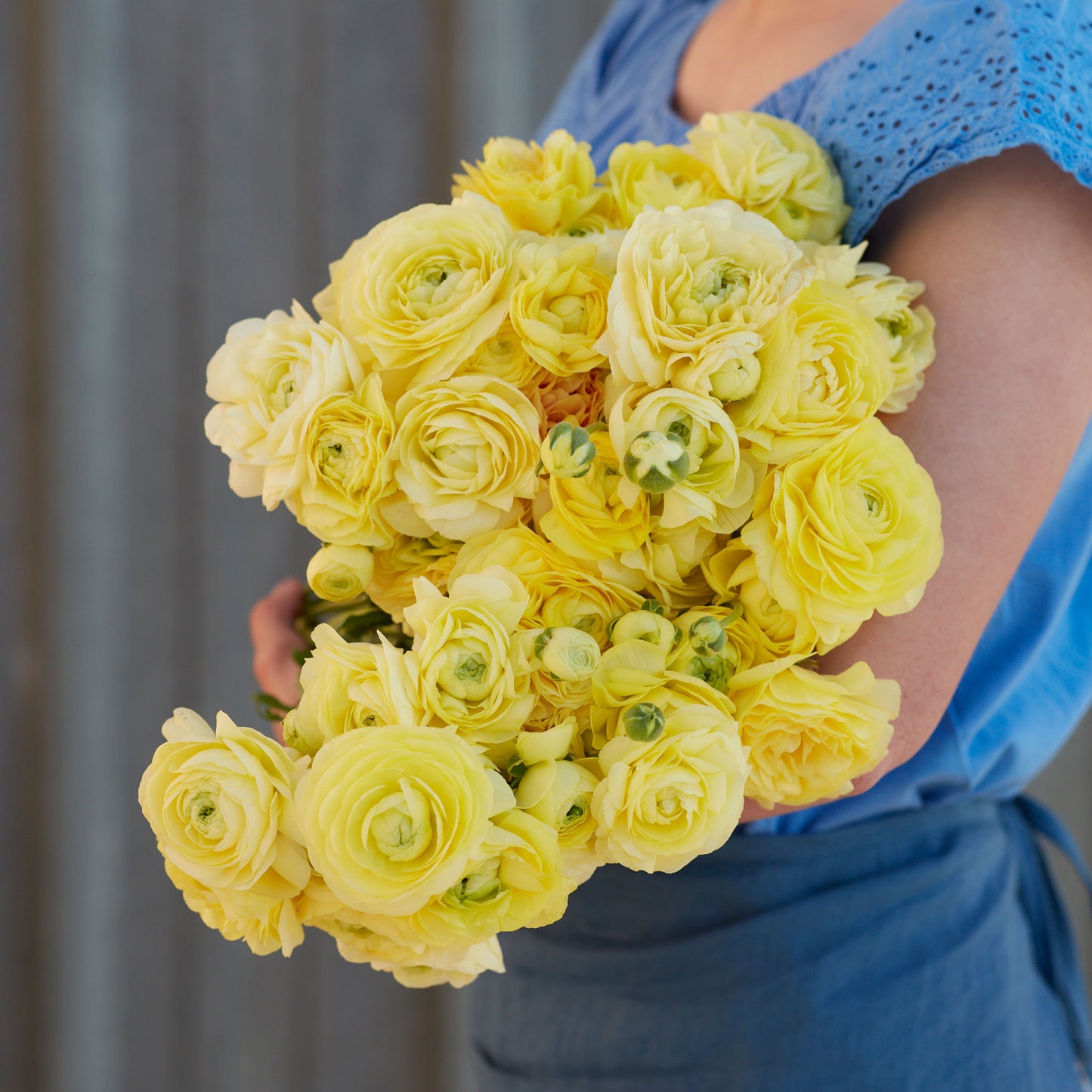 ranunculus cream