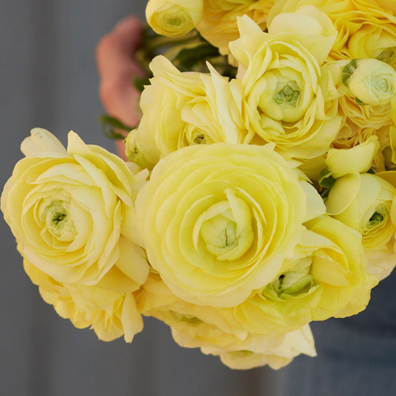 ranunculus cream