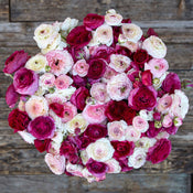Ranunculus Bulbs | Shop 53 Varieties | Eden Brothers – Page 3