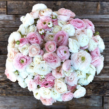 White and pink ranunculus eternal bliss mix close-up on a natural backdrop