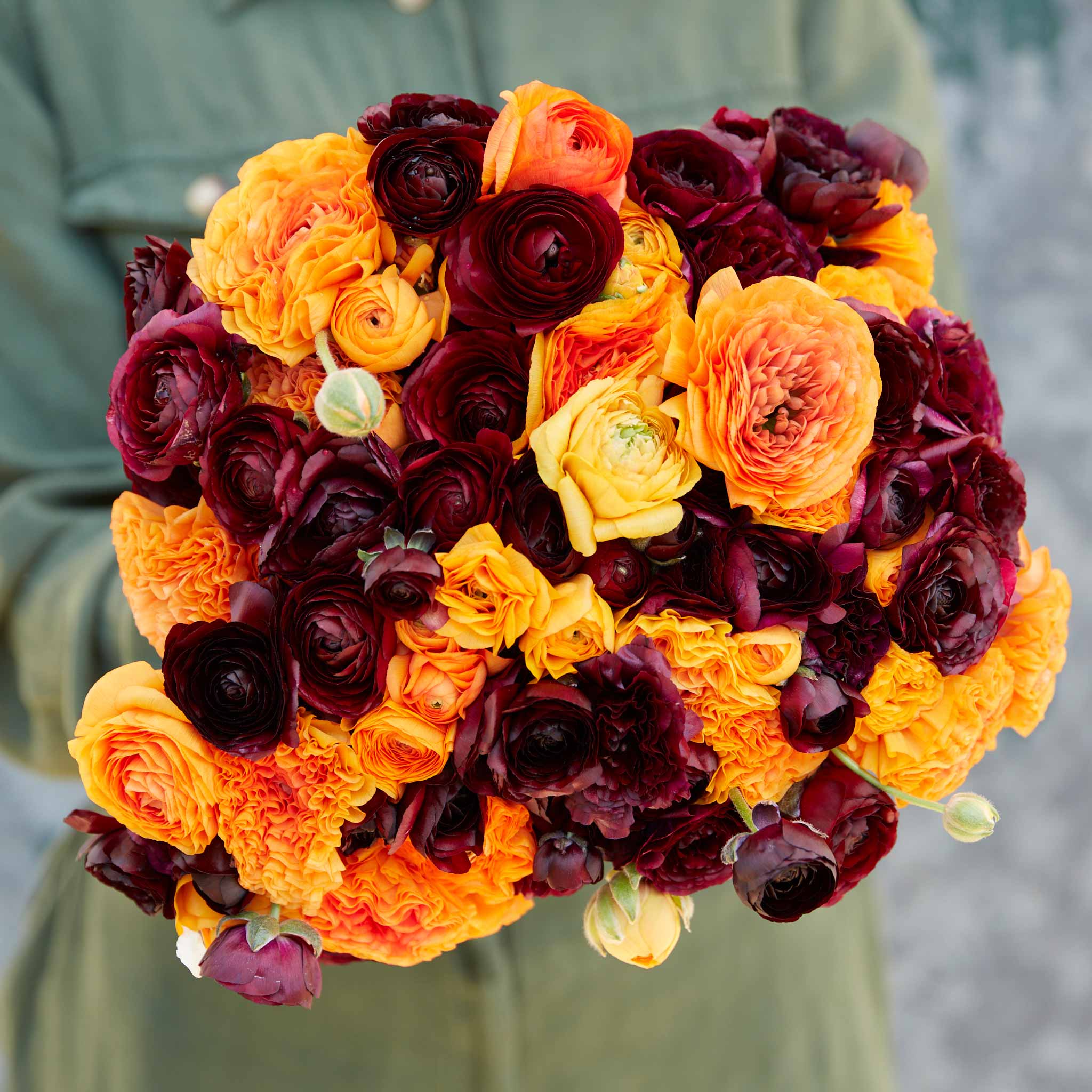Fire Red Ranunculus Ranunculus Bulbs - Fire & Wine Mix | Flower Bulbs | Eden Brothers