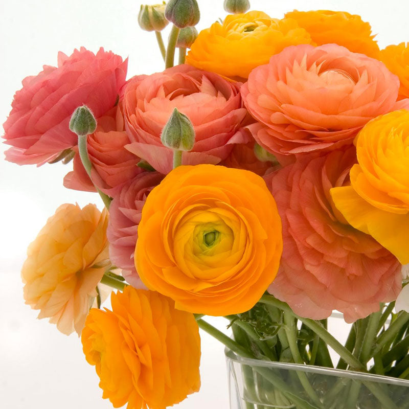 ranunculus golden mix