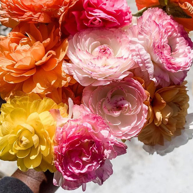 Ranunculus Bulbs - Happy Mix