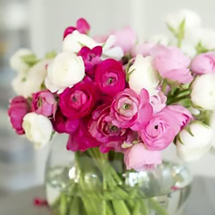 ranunculus pink white mix