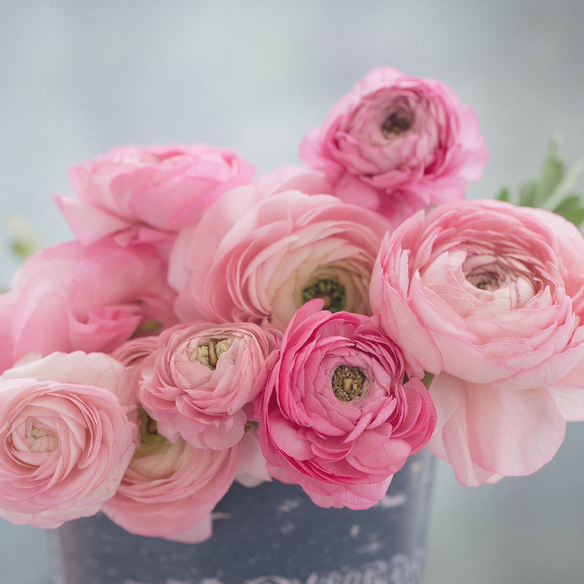 Pink Ranunculus