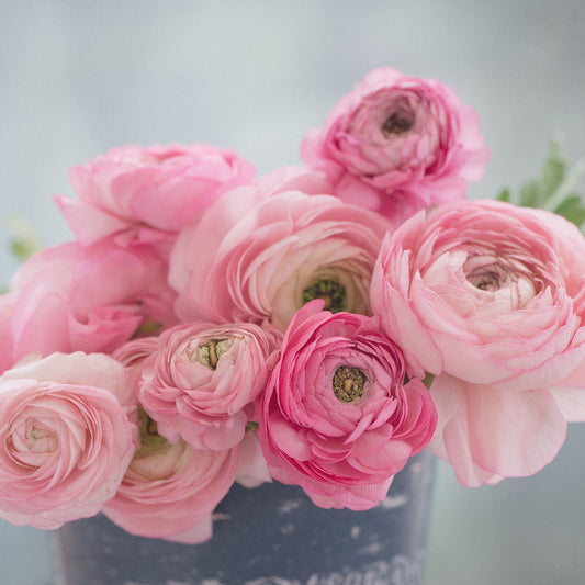 ranunculus marshmallow