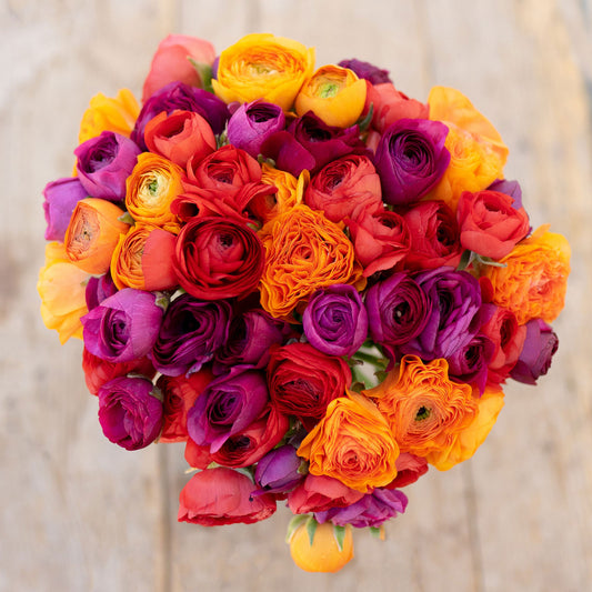 ranunculus passion mix