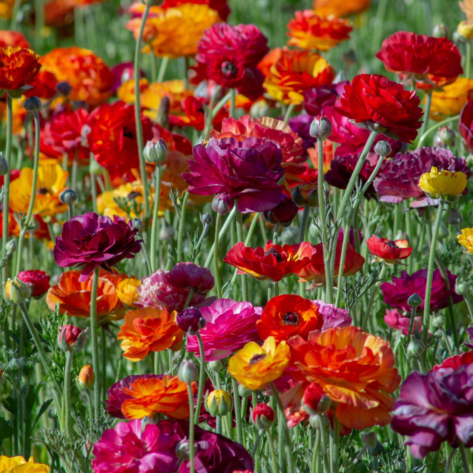 ranunculus passion mix