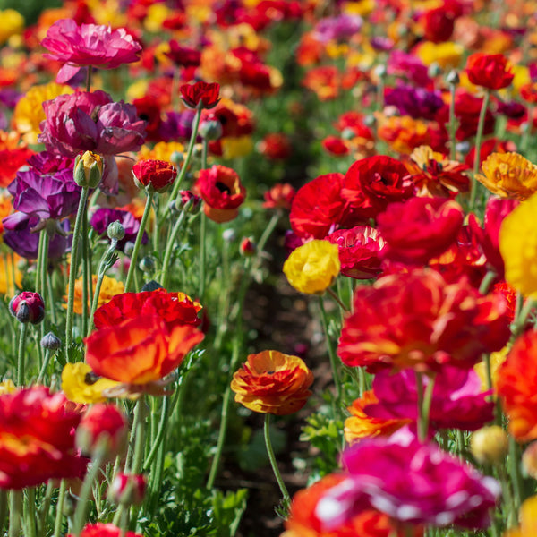 Ranunculus Bulbs Passion Mix Flower Bulbs Eden Brothers