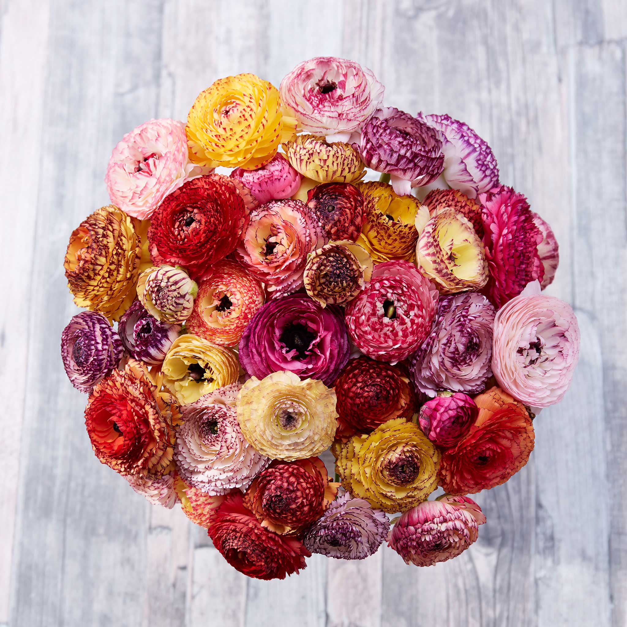 Ranunculus Bulbs - Picotee Mix | Flower Bulbs | Eden Brothers