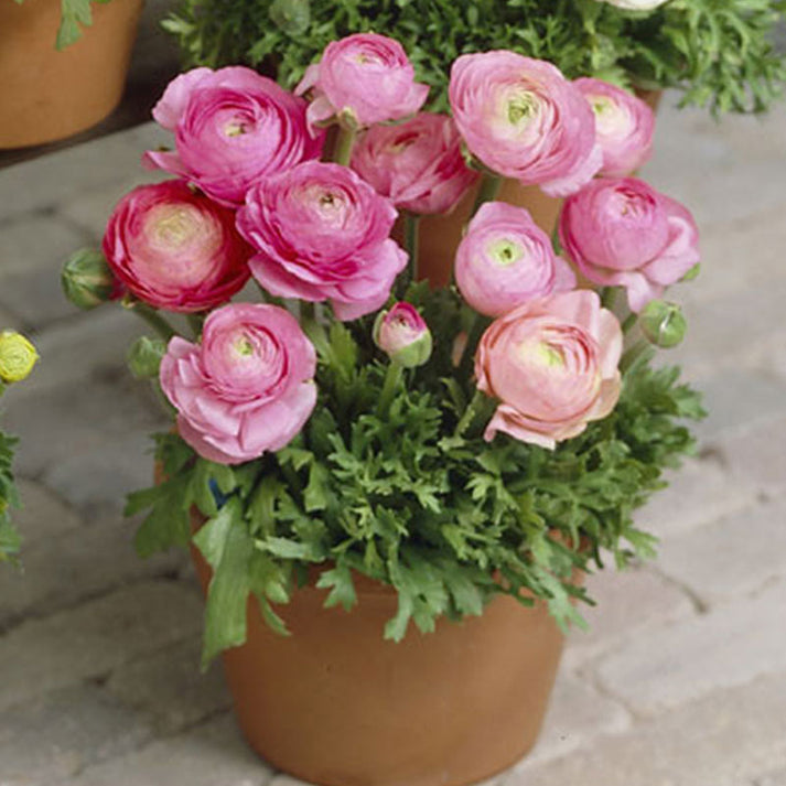 Ranunculus Bulbs Pink Flower Bulbs Eden Brothers