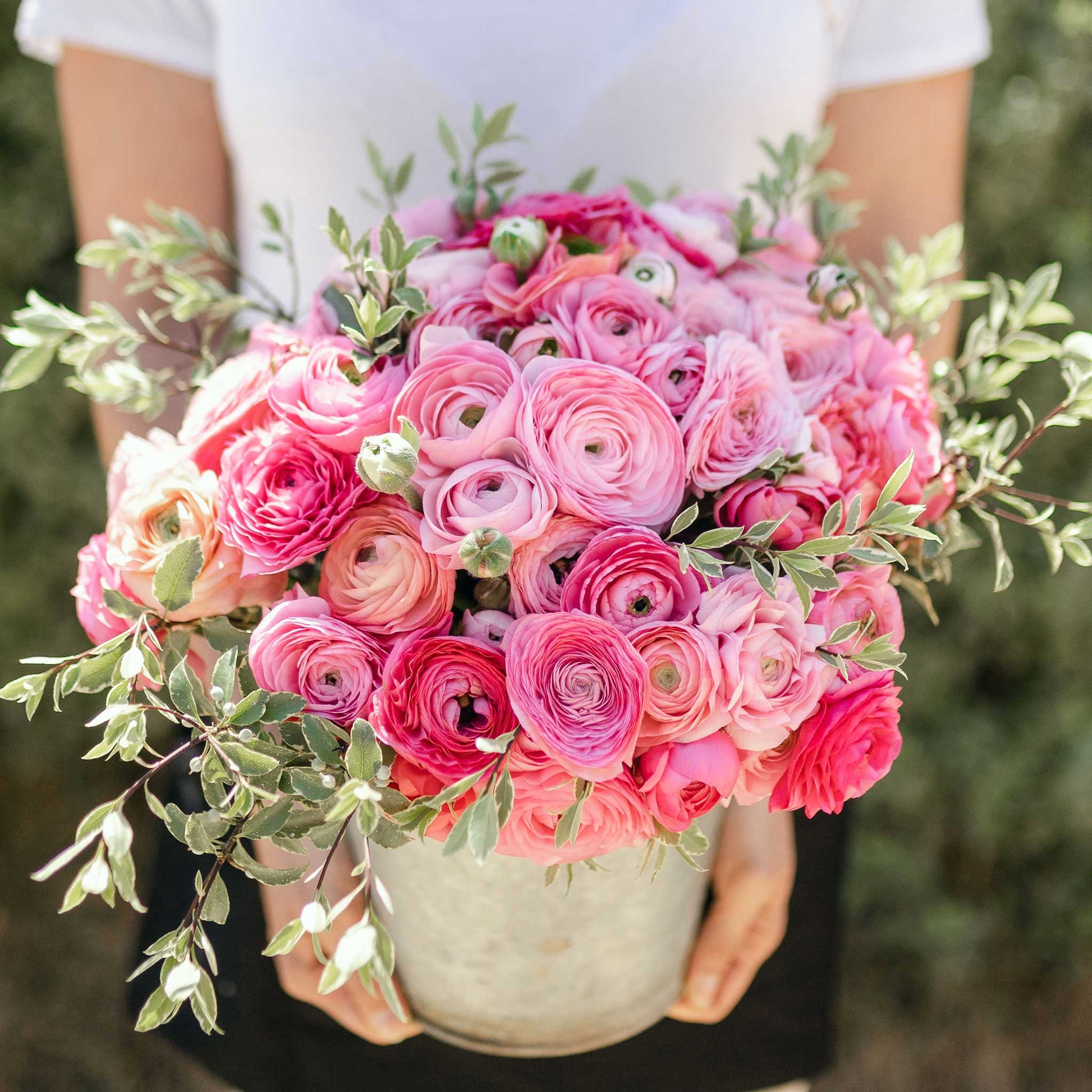 Ranunculus Bulbs - Pink Confetti Mix - 20 Bulbs / Fall-Planted | Ships in Fall, Mixed, Eden Brothers