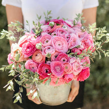Vibrant pink ranunculus flower pink confetti mix in a pot on a natural outdoor backdrop