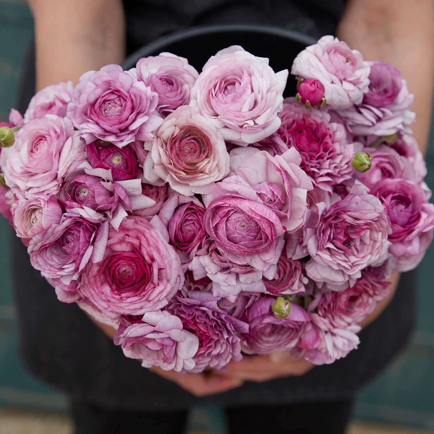 ranunculus purple jean