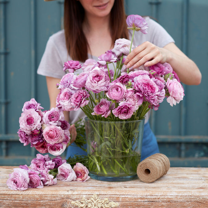 Ranunculus Bulbs - Purple Jean