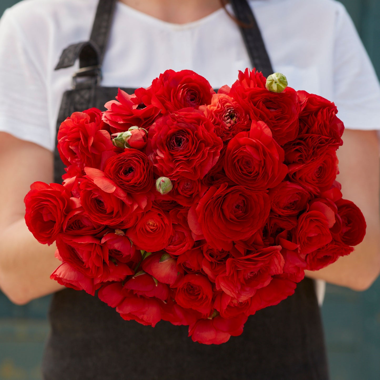 ranunculus red