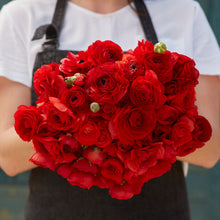 Vibrant red ranunculus red blooms held by a person on a dark natural backdrop