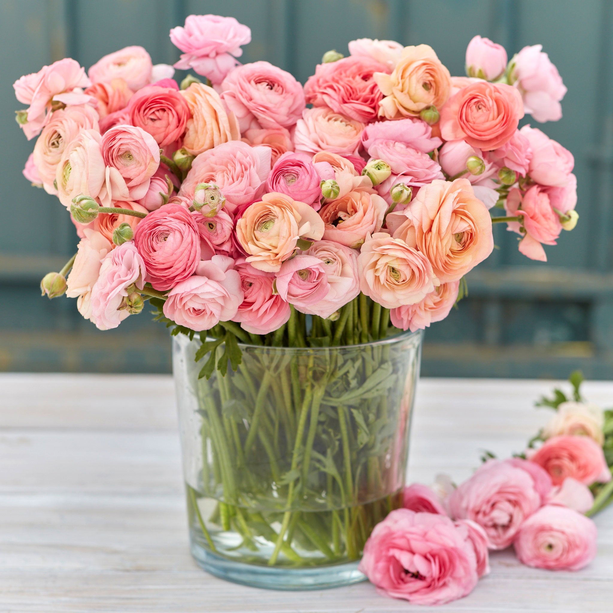 Ranunculus Bulbs - Romantic Mix | Flower Bulbs | Eden Brothers