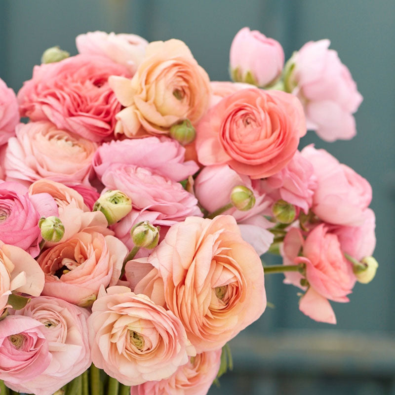 ranunculus romantic mix